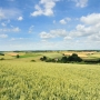 Wheat Field in Dorset